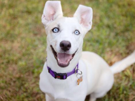 Elle the smiling white puppy with blue eyes outside on grass
