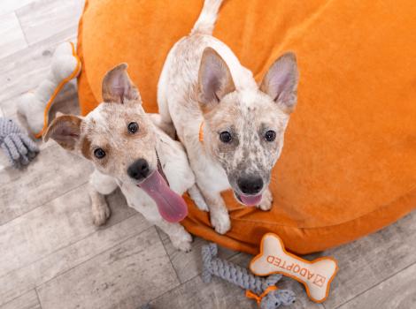 Two puppies on an orange dog bed with some toys around