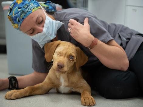 Person wearing medical attire lying on ground with Willie the puppy