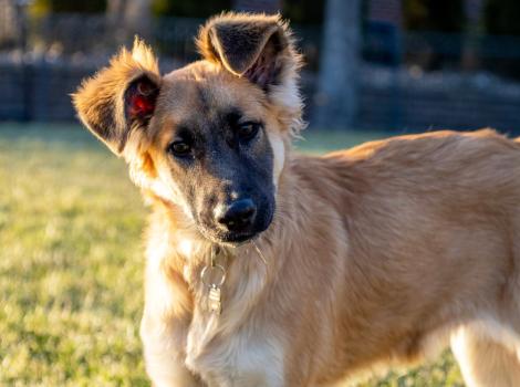 Pickle the puppy outside on some grass