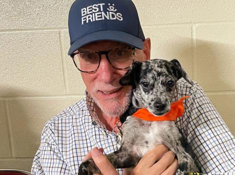 Save them all pet hot sale transport