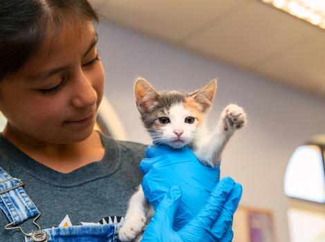 Child holding a calico kitten with blue rubber gloved hands