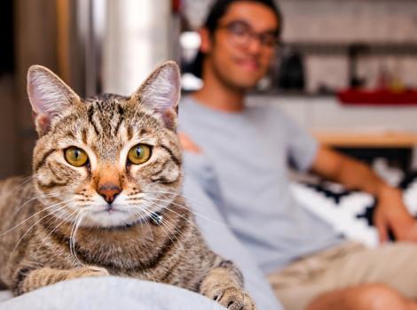 Brown tabby cat lying on back of a couch with a smiling person behind him
