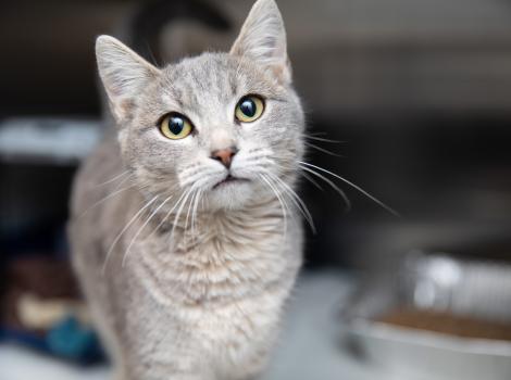 Saskia the gray tabby cat in a kennel