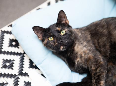 Tortoiseshell cat lying on a pillow