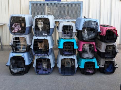 Three levels of cats in carriers