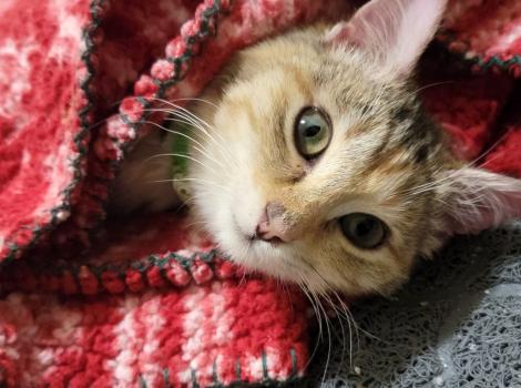 Owl the cat lying in a red and white blanket