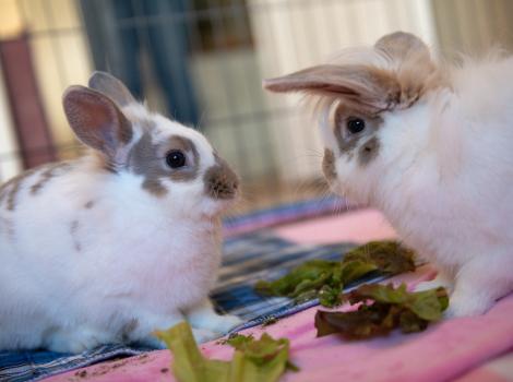 iHop and Waffle House the rabbits with greens to eat