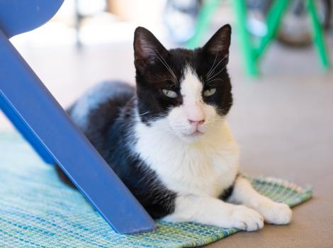 Ranger the cat lying on a mat beside the leg of a blue plastic chair