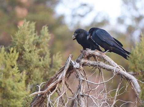 Two ravens perched together on a branch