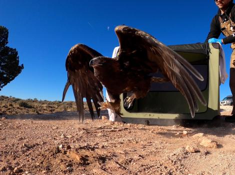 The golden eagle being released from the carrier outside by a person after rehabilitation