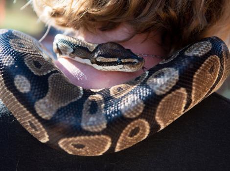 Boba the snake on the back of Brianna's neck