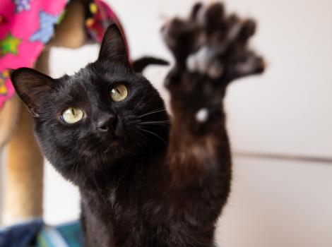 Jako the cat with his paw up