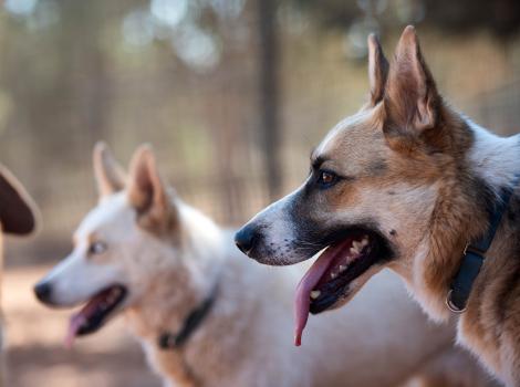 Profile of two shepherd-type dogs. 