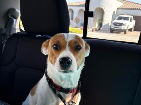 Rosie the dog in a vehicle