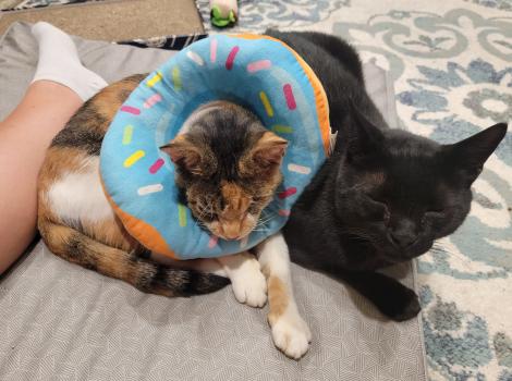 Rowena the calico cat wearing a donut eCollar wlying next to Binx the black cat