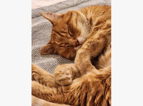 Rusty the cat sleeping while on a sleepover