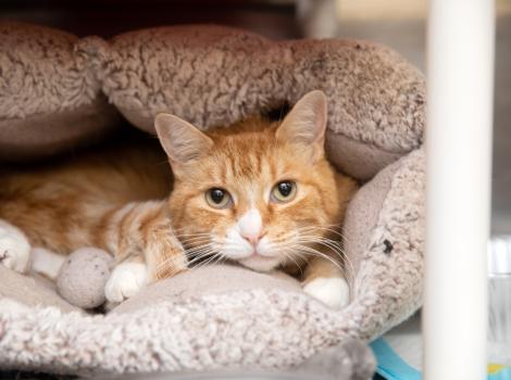 Orange and white cat snuggled in an enclosed bed