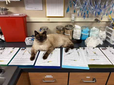 Roger the cat lying on paperwork in the clinic