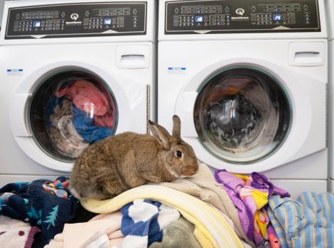 Rabbit on pile of laundry in front of Speed Queen washing machines