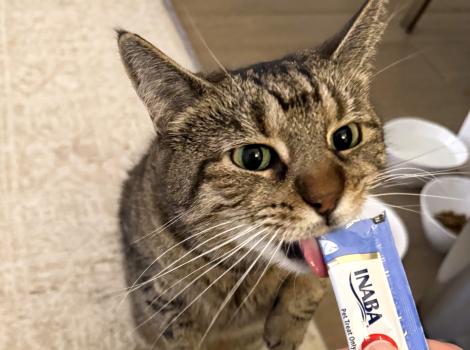 Salt Water Taffy the cat licking a treat from a lickable cat treat