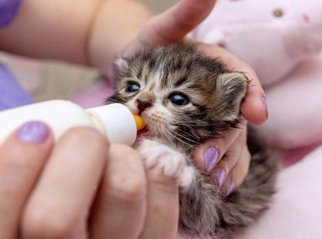 Neonatal kitten being fed with a bottle