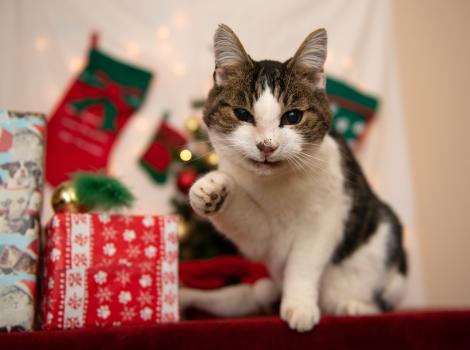 Cat with paw up surrounded by wrapped presents