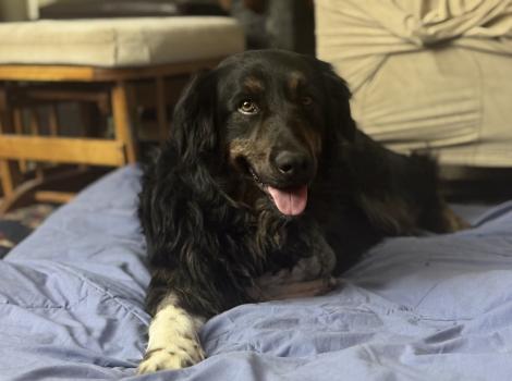 Tropper the dog lying on a dog bed