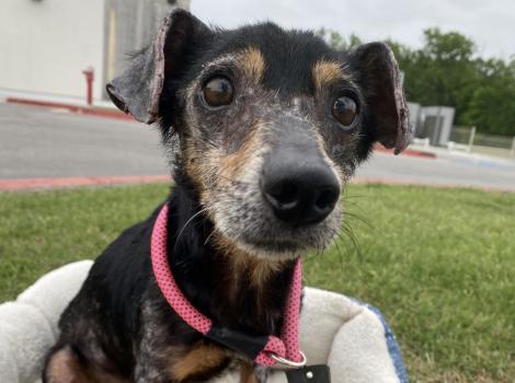 Sarge the dog outside on a leash in a dog bed