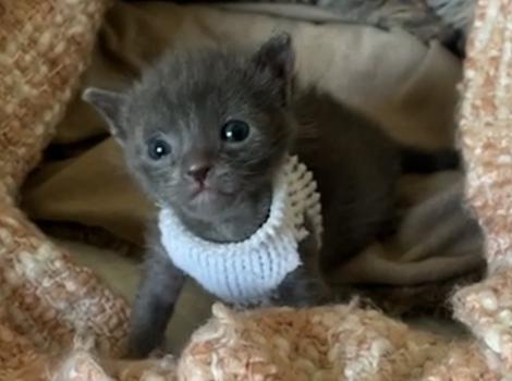 Scar the little gray kitten wearing a sweater