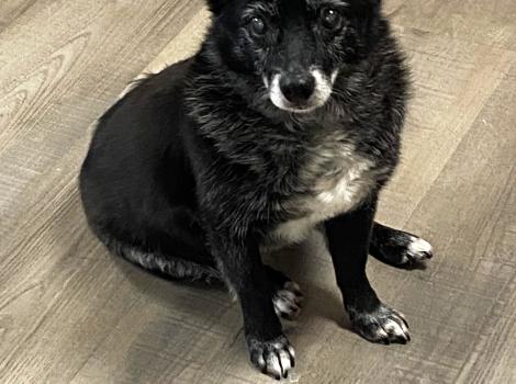 Bonnie the senior schipperke sitting on the floor