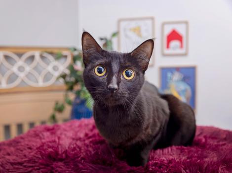 Black cat on a red blanket
