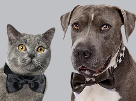 Best Friends Animal Society to Crown Senior Prom King & Queen