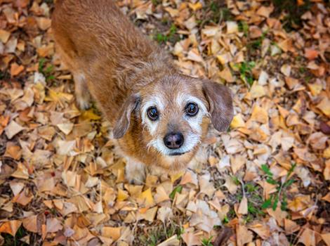 Senior brown dog standing in fallen leaves