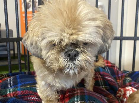 Roxy the senior Shih Tzu in a kennel