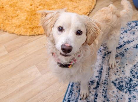 Blond retriever mix dog in a home environment