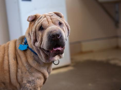 Fawkes the Shar-Pei dog wearing a tag on her collar