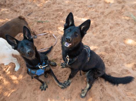 Shenzi and Bonsai the puppies sitting outside on some sand