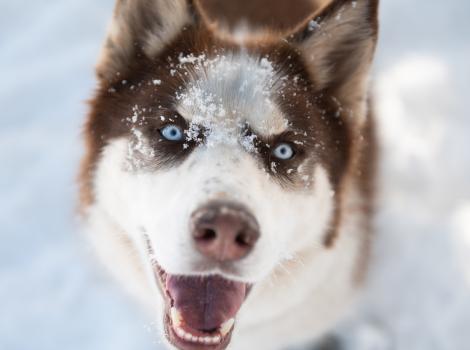 Shiro the husky in the snow