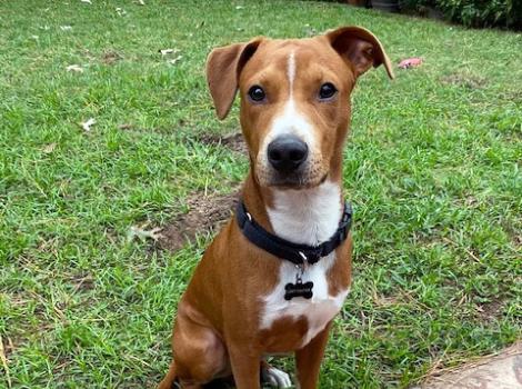 Robin, the brown and white shy dog