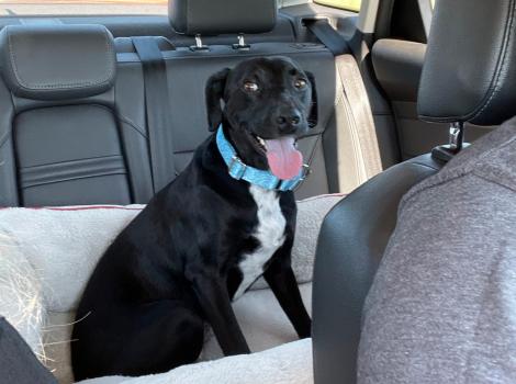 Kya the dog in the back seat of a vehicle