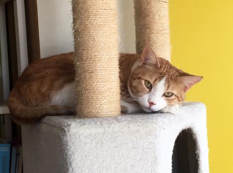 Willow the cat lying on a cat tree