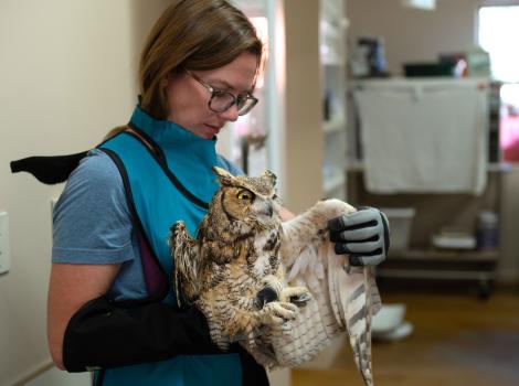 Person holding the great horned owl