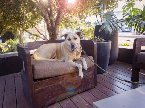 Dog lying on a chair outside on a deck