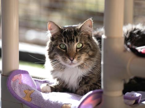 Sipho the cat lying on a cat bed