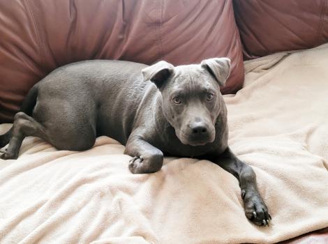 Blu the dog lying on a couch
