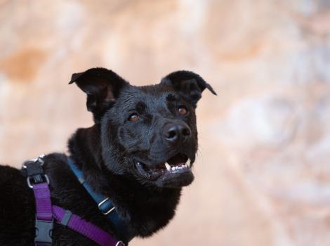 Cedar the dog with ears up, mouth open smiling and wearing a harness