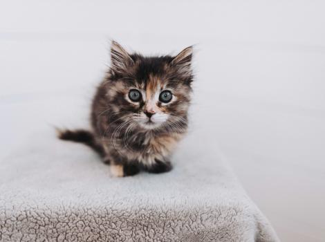 Smooches the kitten on a fuzzy blanket