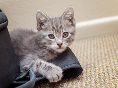 Gray kitten lying down on a strap
