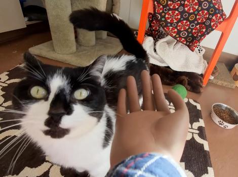 Starling the cat interacting with the Handy Hank artificial hand